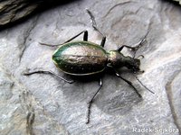 Carabus cychroides