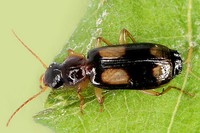 Dromius quadrimaculatus