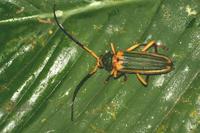 Chlorida cincta
