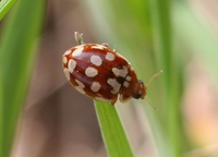Myrrha octodecimguttata - Eighteen-spot Ladybird