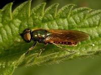 Chloromyia formosa