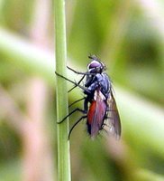 Eriothrix rufomaculatus