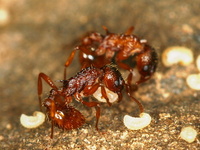 Myrmica ruginodis