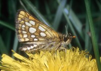 Carterocephalus palaemon - Chequered Skipper