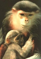 photograph of douc langur and baby : Pygathrix nemaeus