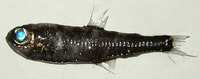 Image of Benthosema glaciale, Glacier lanternfish, Peshk kandil, Llanterna fosca, Žaboglav okan,...