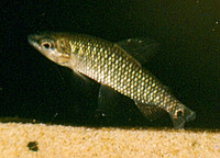Hemigrammocharax ocellicauda, :