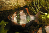Puntius anchisporus, :