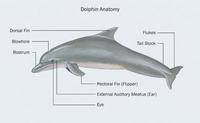 Image of: Delphinidae (dolphins, killer whales, pilot whales, and relatives)
