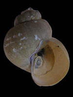 Benedictia baicalensis
