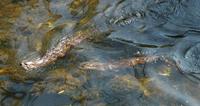 Image of: Lontra canadensis (northern river otter)