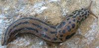 Limax maximus - Great Grey Slug