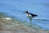 Actitis hypoleucos - Common Sandpiper