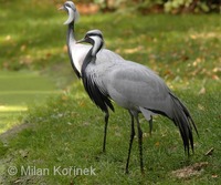 Anthropoides virgo - Demoiselle Crane