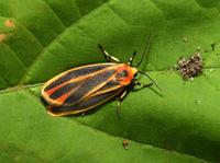 Image of: Hypoprepia fucosa (painted lichen moth)