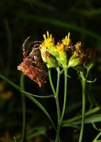 Image of: Acanthepeira stellata (starbellied spider)