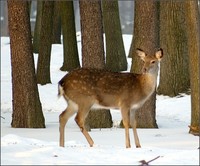 Cervus nippon - Sika