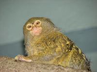 Callithrix pygmaea pygmaea - Western pygmy marmoset