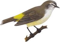 Image of: Acanthiza chrysorrhoa (yellow-rumped thornbill)