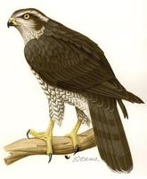 Image of: Accipiter gentilis (northern goshawk)