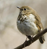 Image of: Catharus guttatus (hermit thrush)