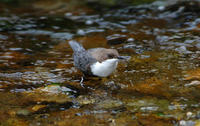 Image of: Cinclus cinclus (white-throated dipper)