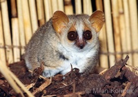 Microcebus murinus - Gray Mouse Lemur