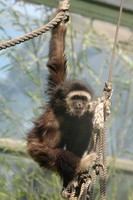 Hylobates lar - White-handed Gibbon