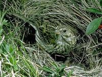 Image of: Pooecetes gramineus (vesper sparrow)