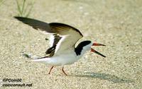Image of: Rynchops niger (black skimmer)