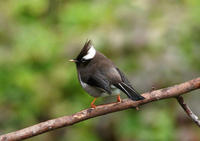 Image of: Yuhina diademata (white-collared yuhina)