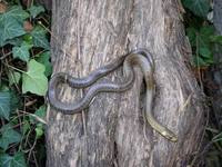 Zamenis longissimus - Aesculapean Snake