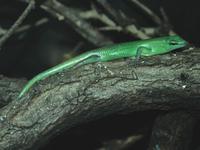 Lamprolepis smaragdina - Green Tree Skink