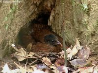 Sri Lanka Spurfowl - Galloperdix bicalcarata