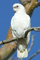 Little Corella