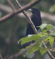 Purple-throated Fruitcrow (Querula purpurata) photo