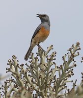 Littoral Rock-Thrush (Pseudocossyphus imerinus) photo