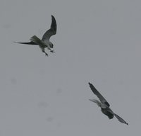 White-tailed Kite - Elanus leucurus