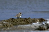 Puna Plover - Charadrius alticola