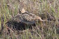 South American Snipe - Gallinago paraguaiae