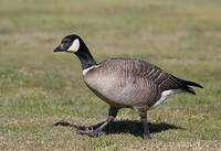 Cackling Goose (Branta hutchinsii) photo