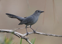 Gray Catbird (Dumetella carolinensis) photo