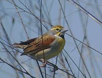 Dickcissel (Spiza americana) photo