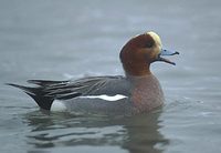 Eurasian Wigeon (Anas penelope) photo