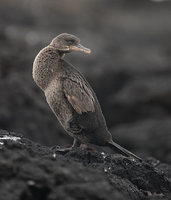 Flightless Cormorant (Phalacrocorax harrisi) photo