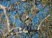 Crested Coua - Coua cristata