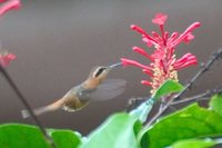 Reddish Hermit - Phaethornis ruber