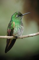 Buff-tailed Coronet - Boissonneaua flavescens