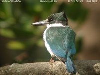 Collared Kingfisher - Todirhamphus chloris