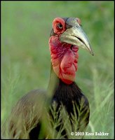 Southern Ground-Hornbill - Bucorvus leadbeateri